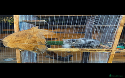 Maine Coon cats for stud: Active Tica duel Gccf Maine Coons in Grantham - Image 2
