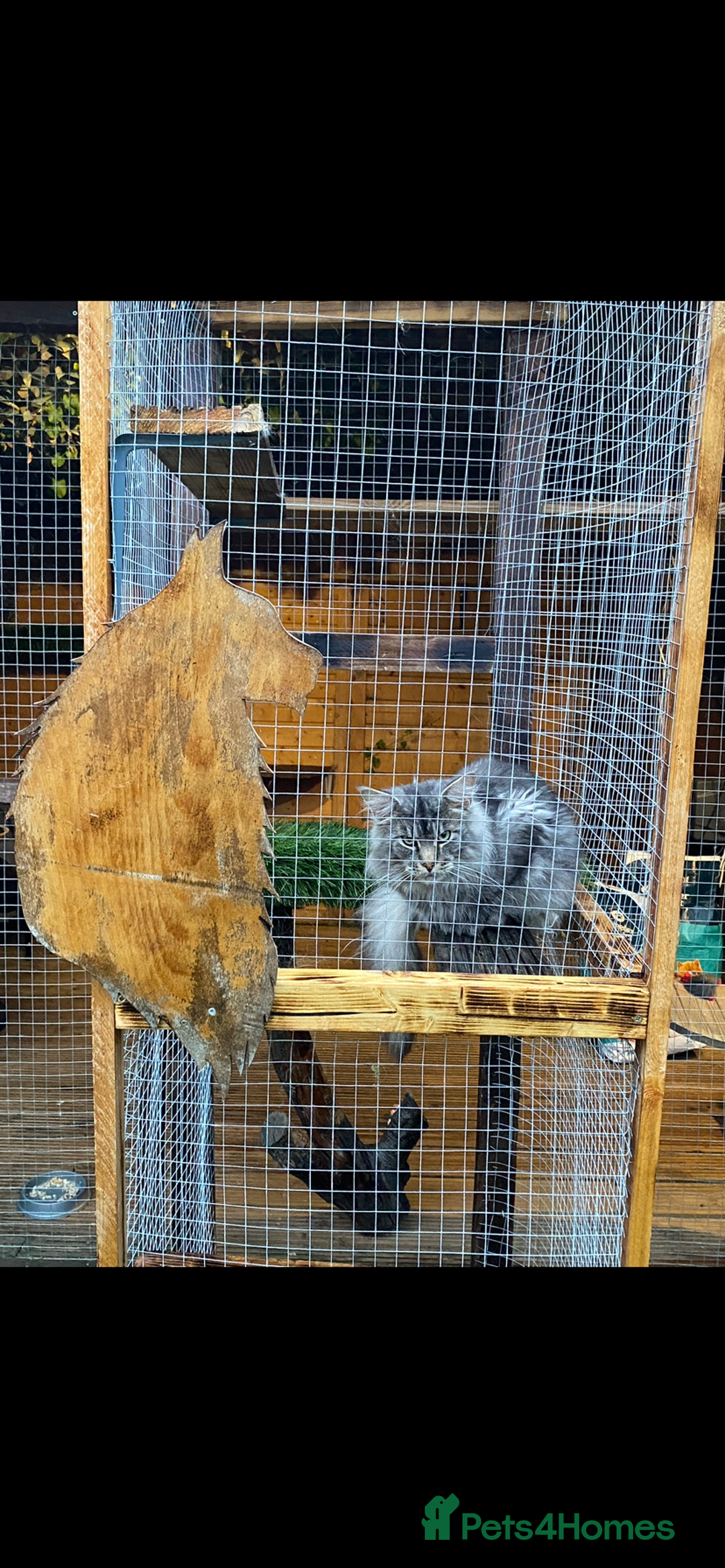 Maine Coon cats for stud: Active Tica duel Gccf Maine Coons in Grantham - Image 2