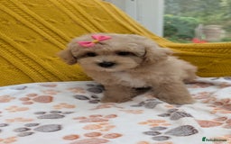 Maltipoo dogs for sale: Stunning Maltipoo Puppies  - Image 4