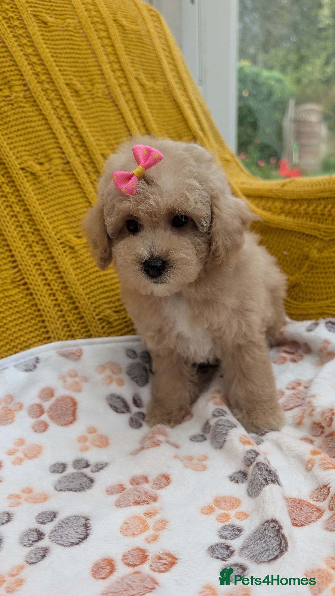 Maltipoo dogs for sale: Stunning Maltipoo Puppies  - Image 4