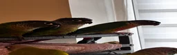 Conures birds for sale: Conure babies parent reared!! - Advert 8