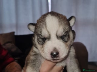 Siberian Husky dogs - Advert 8