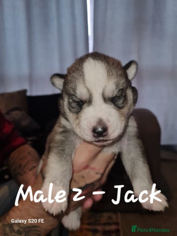 Siberian Husky dogs - Advert 5