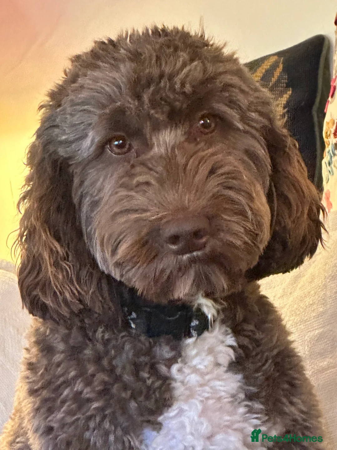 Labradoodle dogs for sale: Our Final Available Puppy - Ready 4th January  - Advert 8