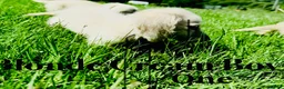 Miniature Dachshund dogs for sale: Cream/blonde long hair kc reg miniature dachshund  - Advert 21