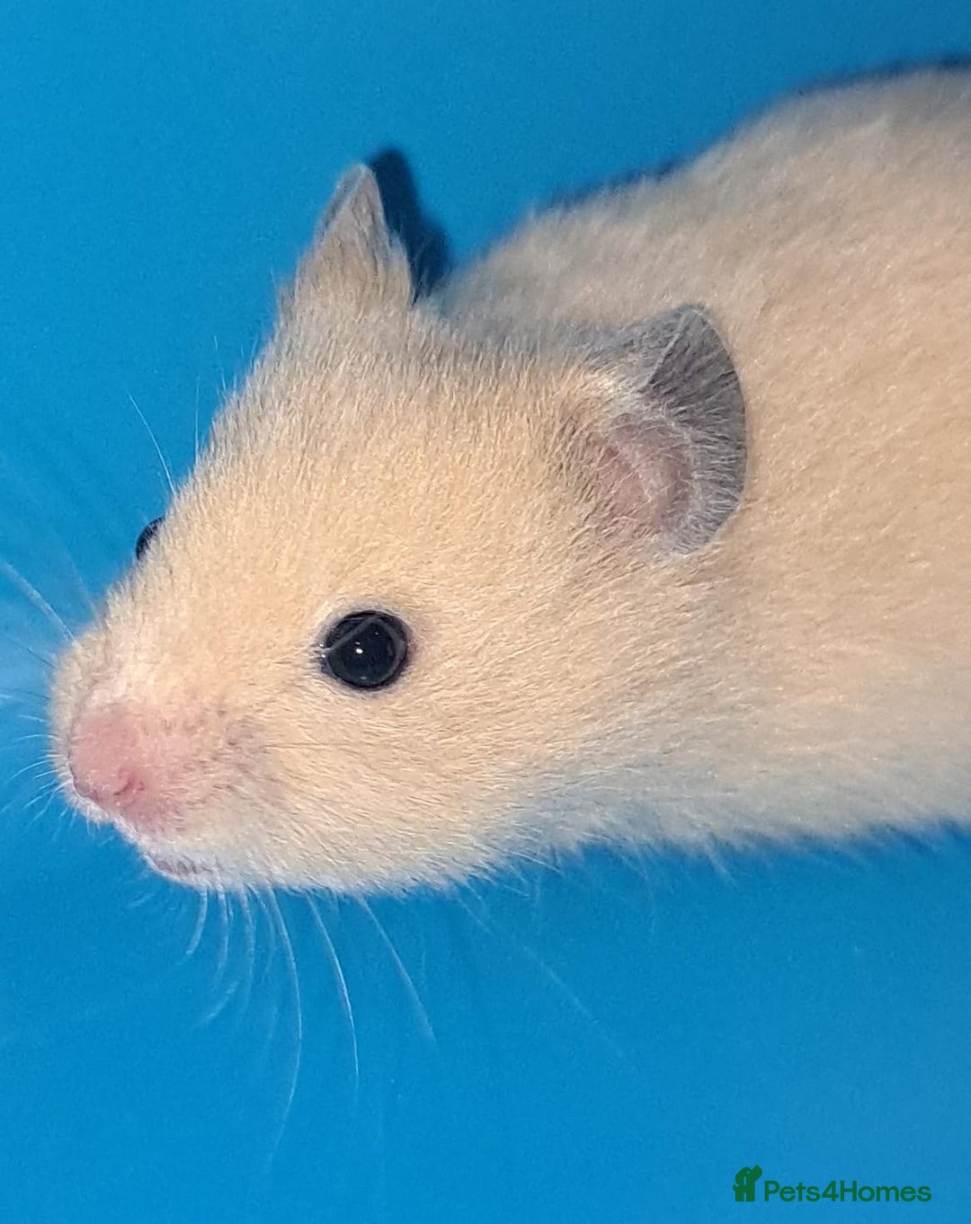Hamster rodents for sale: Sirian hamsters - Image 6