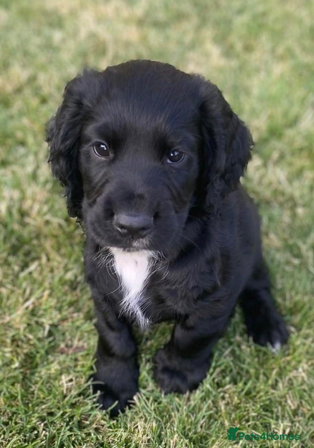 Cocker Spaniel dogs 1 boy remaining - Advert 3