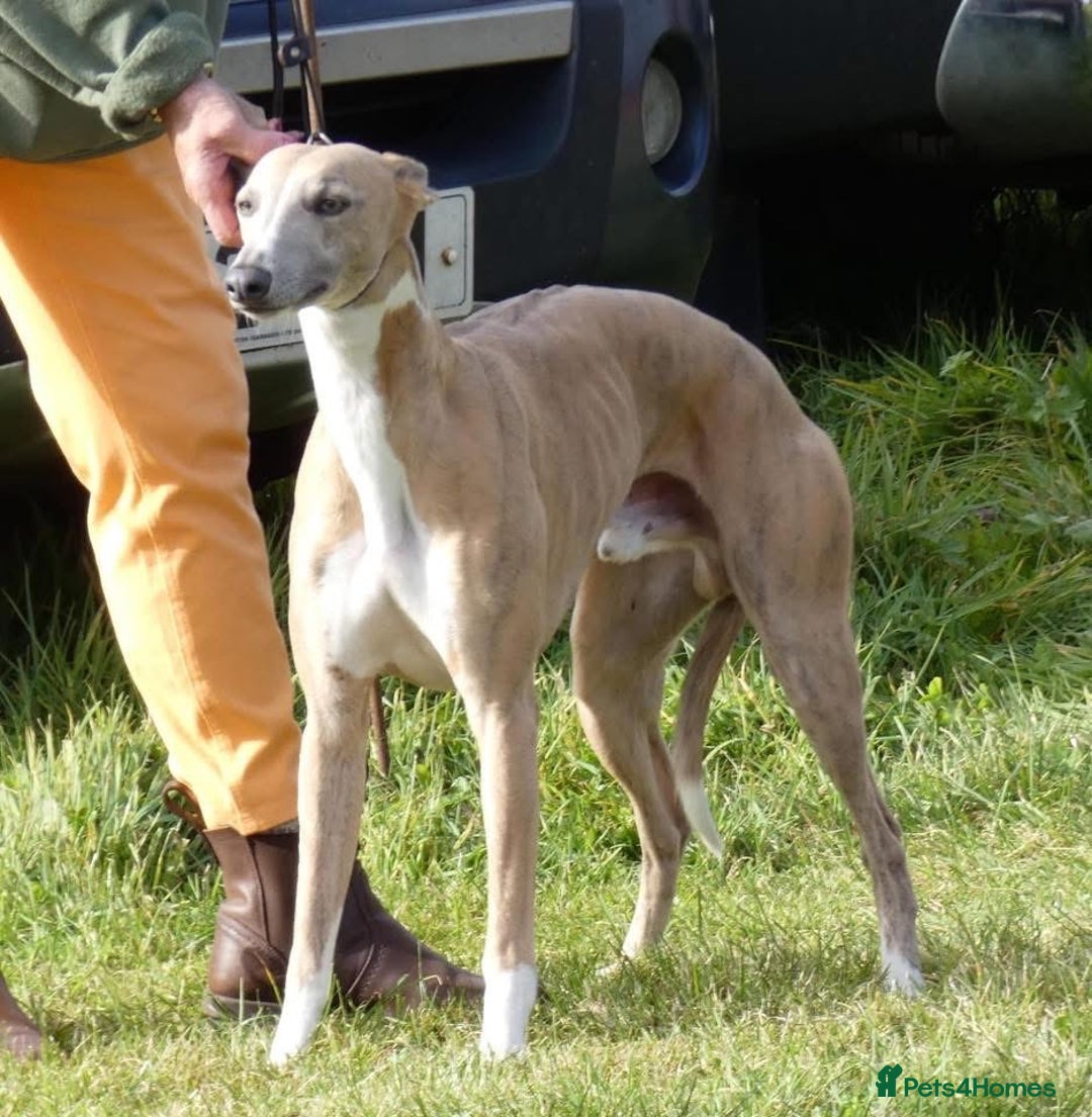 Whippet dogs for sale: 2 dog pups  - Advert 2