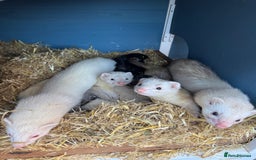 Ferret rodents for sale: Working line ferrets  - Image 2