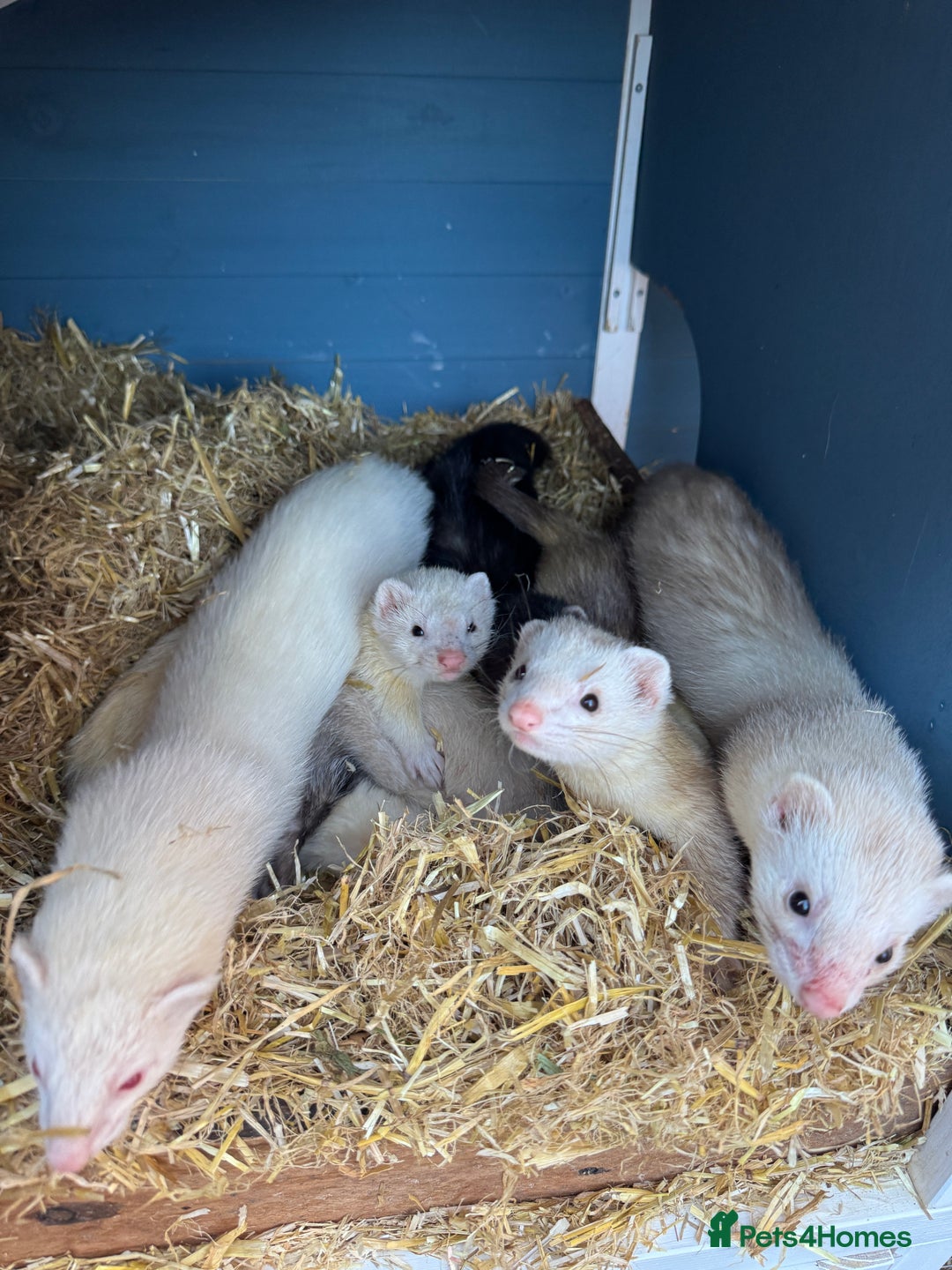 Ferret rodents for sale: Working line ferrets  - Image 2