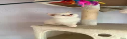 Selkirk Rex cats for sale: Selkirk rex kittens  - Advert 11