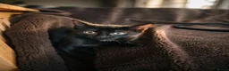 Mixed Breed cats for sale: Kittens for sale  in Coventry - Advert 4