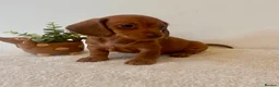 Miniature Dachshund dogs for sale: ❤️ Stunning Mini Dachshund Puppies ❤️ - Advert 4