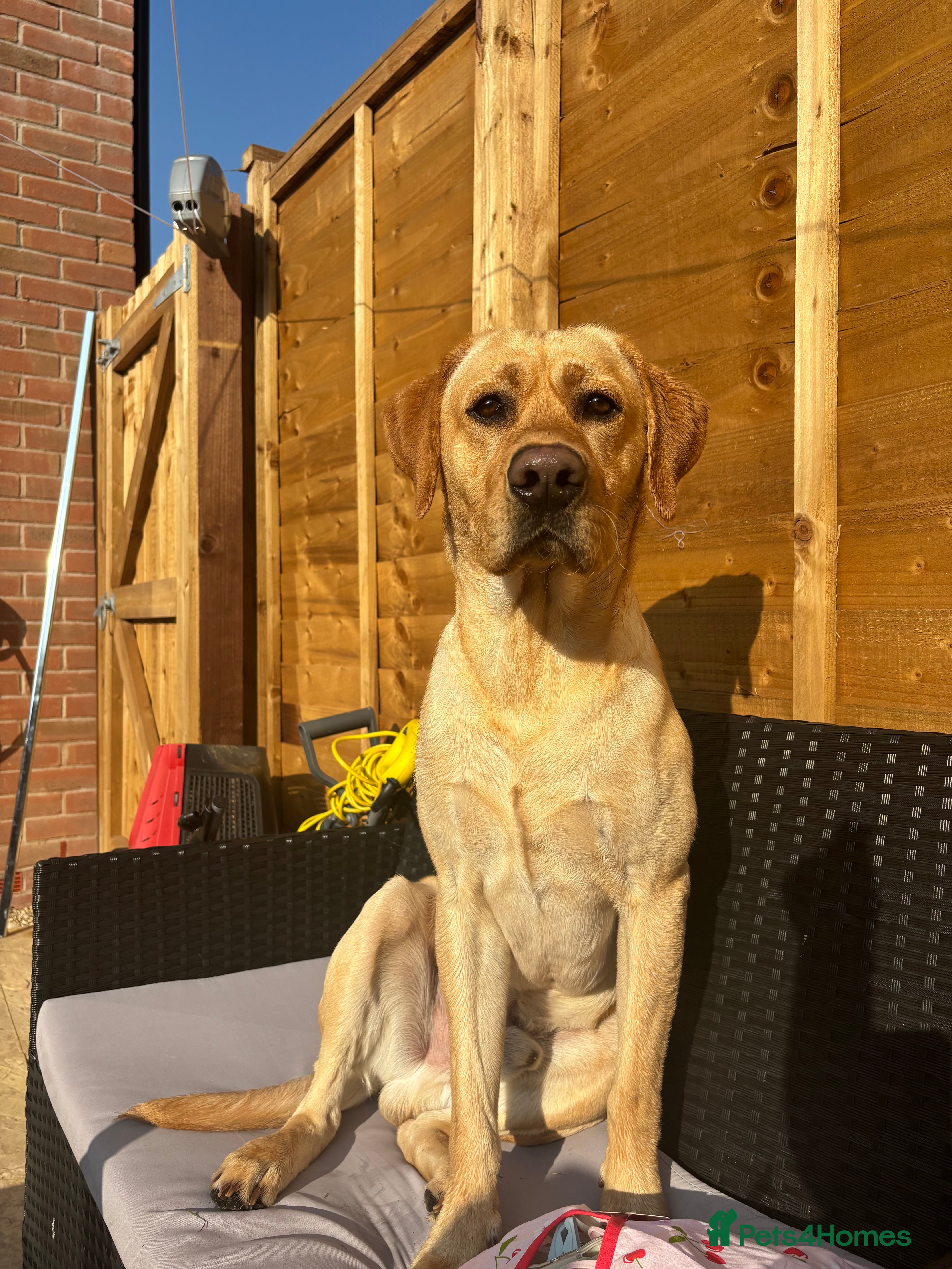 Labrador Retriever dogs Stunning Fox Red Labrador For Stud - Advert 13