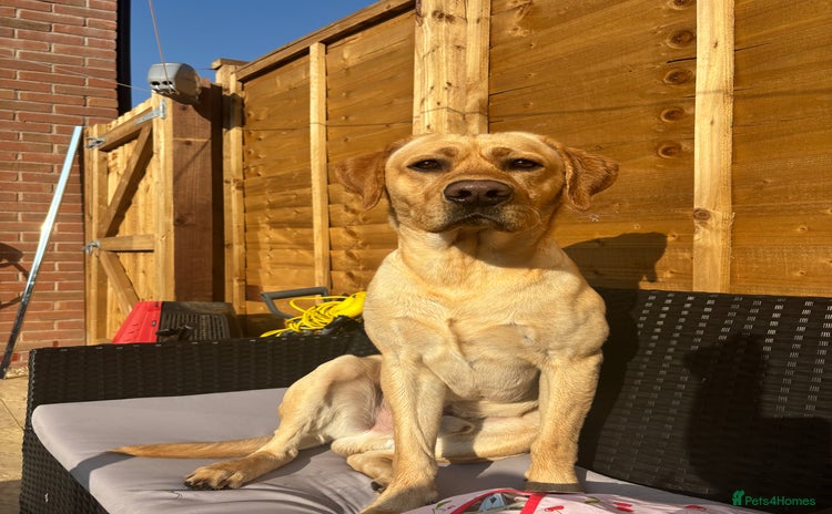 Labrador Retriever dogs - Advert 1