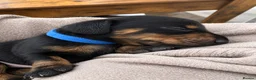 Miniature Dachshund dogs for sale: 🐾 LAST BOY LEFT - adorable miniature dachshund 🐾 - Advert 23