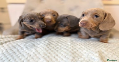 Miniature Dachshund dogs - Advert 6