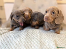 Miniature Dachshund dogs - Advert 6