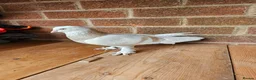 Pigeons birds for sale: pigeon for sale - Advert 8