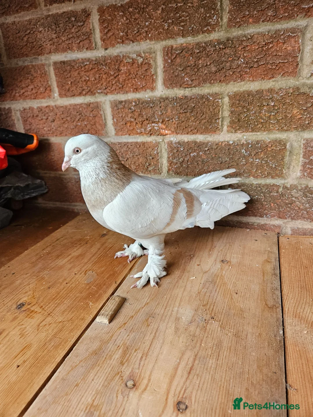 Pigeons birds for sale: pigeon for sale - Advert 8