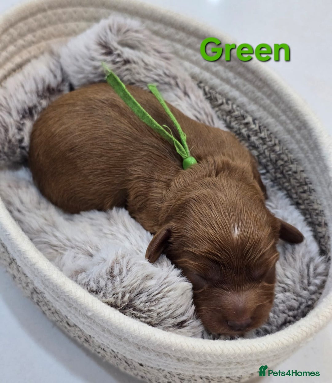 Cavapoo dogs for sale: Cavapoo Toy F1 ❤️ DNA TESTED - Advert 11