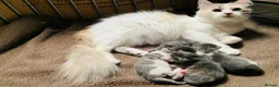 Maine Coon cats for sale: Maine Coon x Persian/Ragdoll Mix - Advert 10