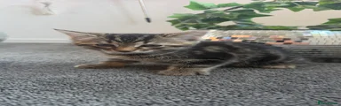 Mixed Breed 3