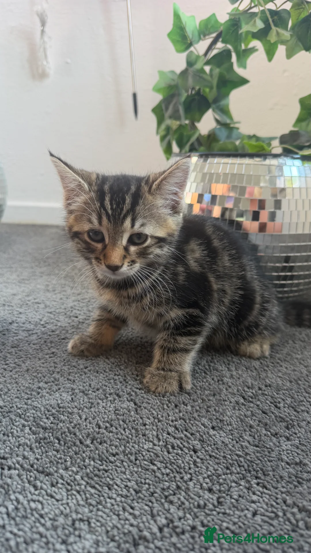 Mixed Breed cats for sale: Mixed breed kittens - Advert 2