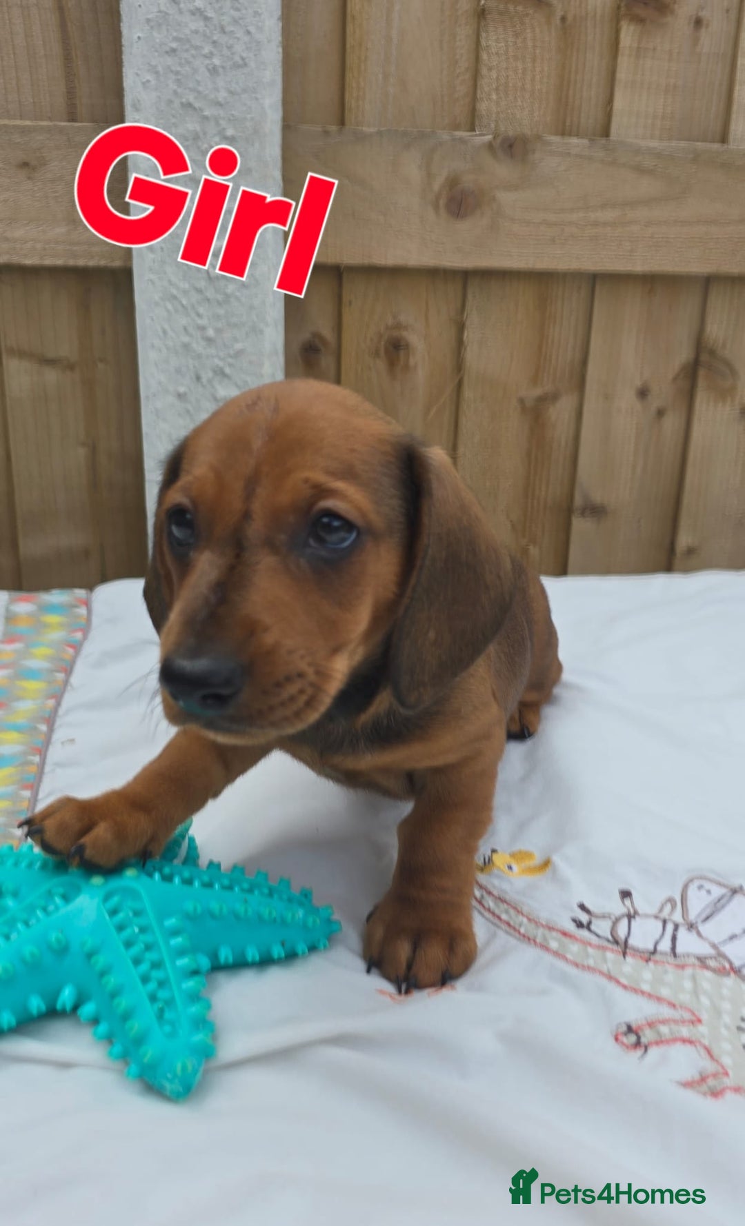 Dachshund dogs for sale: "READY GO STUNING 5 STANDARD DACHSHUND PUPPIES  - Image 3