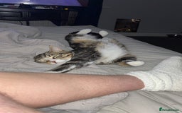 Bengal cats for sale: Theo, 1 year old male tabby cat - Image 4