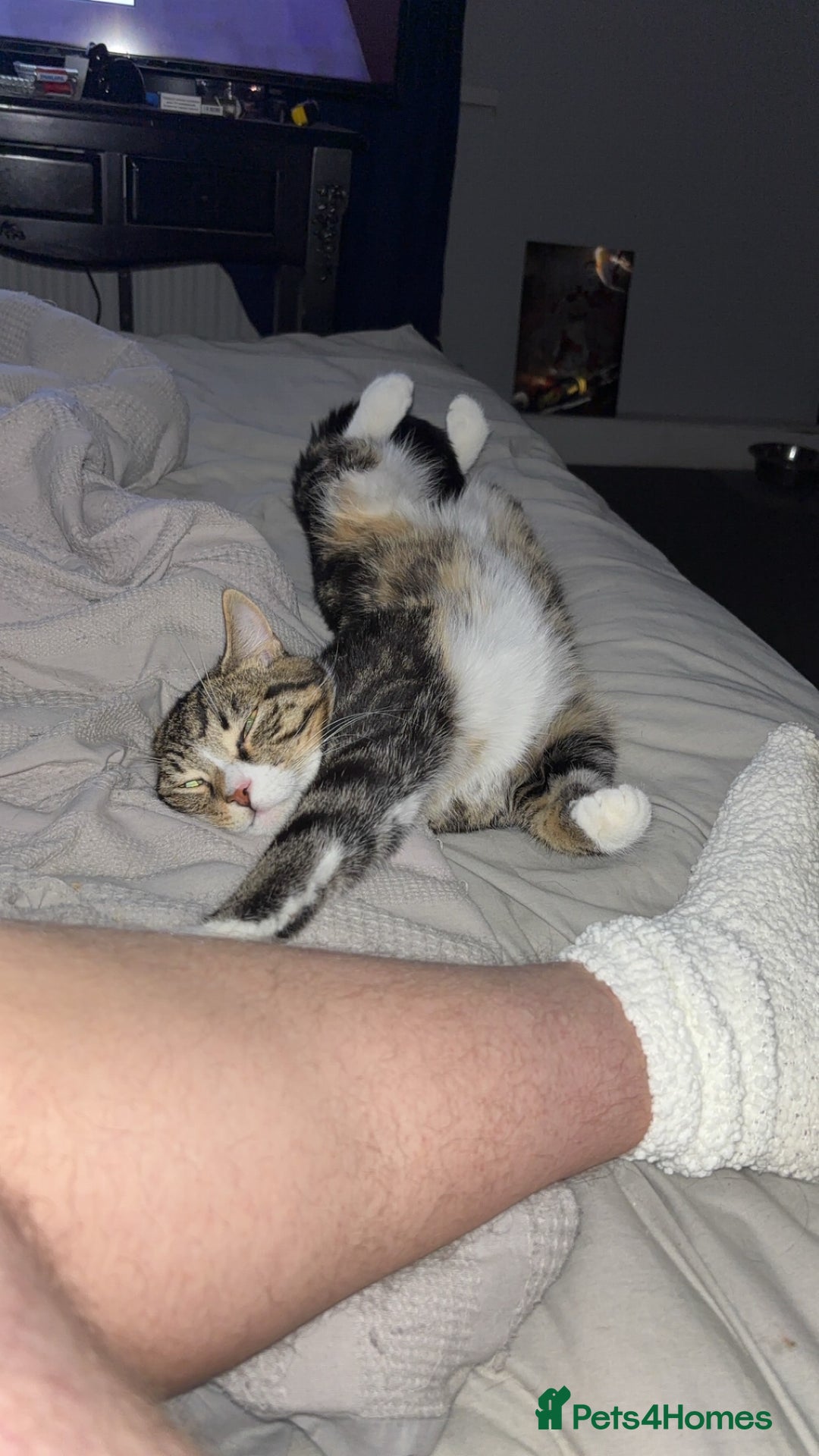 Bengal cats for sale: Theo, 1 year old male tabby cat - Image 4