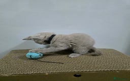 British Shorthair cats for sale: Beautiful British shorthair kittens - Image 16