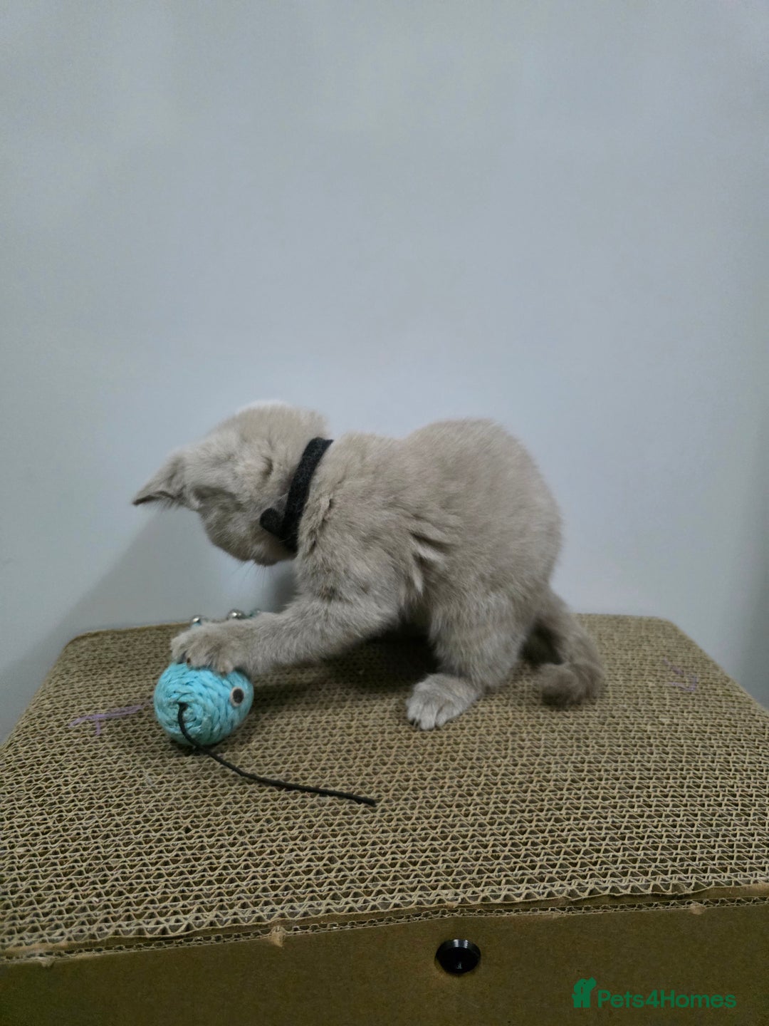 British Shorthair cats for sale: Beautiful British shorthair kittens - Image 16