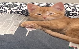 British Shorthair cats for sale: Beautiful boy - Image 1