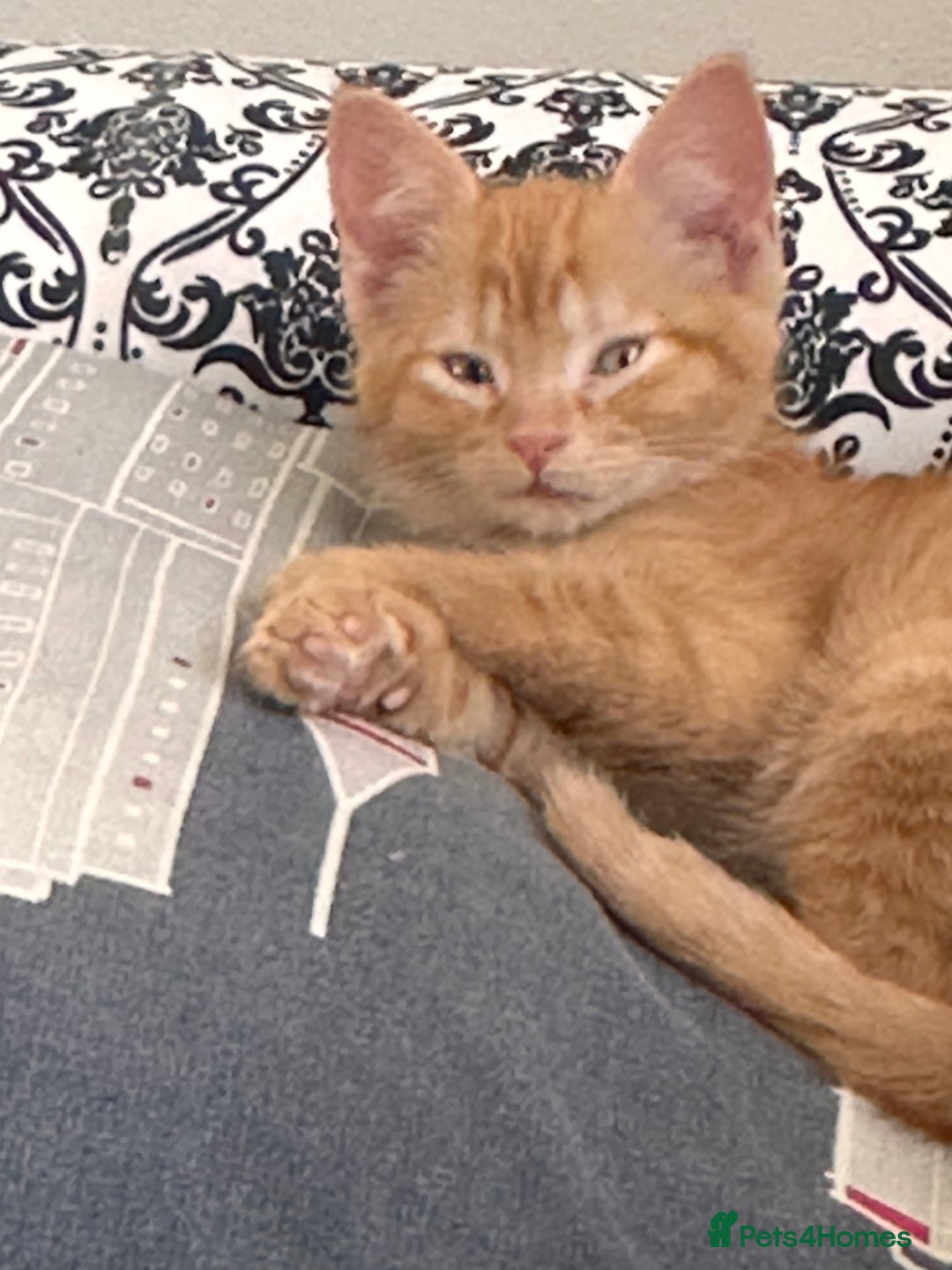 British Shorthair cats for sale: Beautiful boy - Image 1