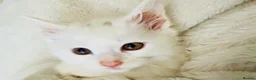 Maine Coon cats for sale: Mainecoon kittens  - Advert 4