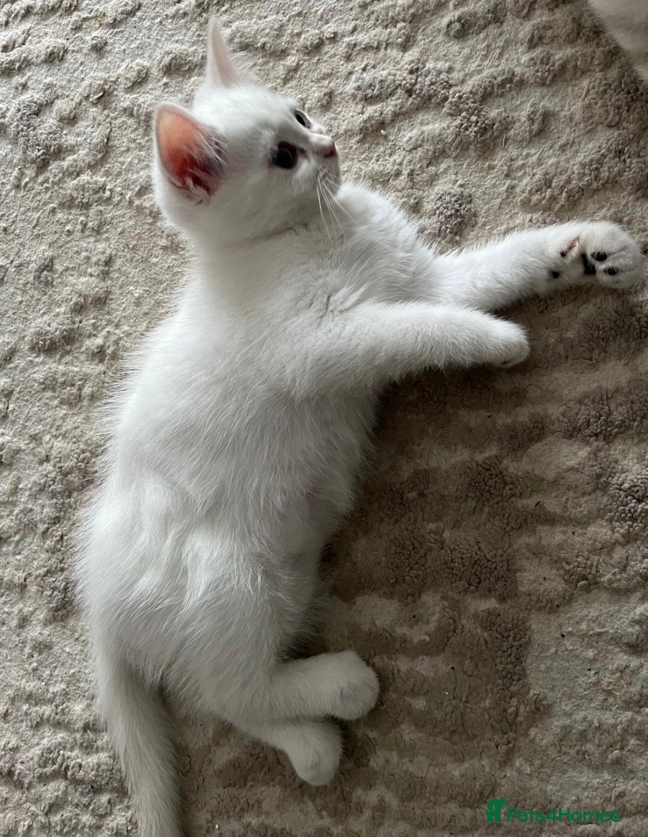 British Shorthair cats Beautiful Blue-Eyed Ragdoll × British Shorthair - Advert 1