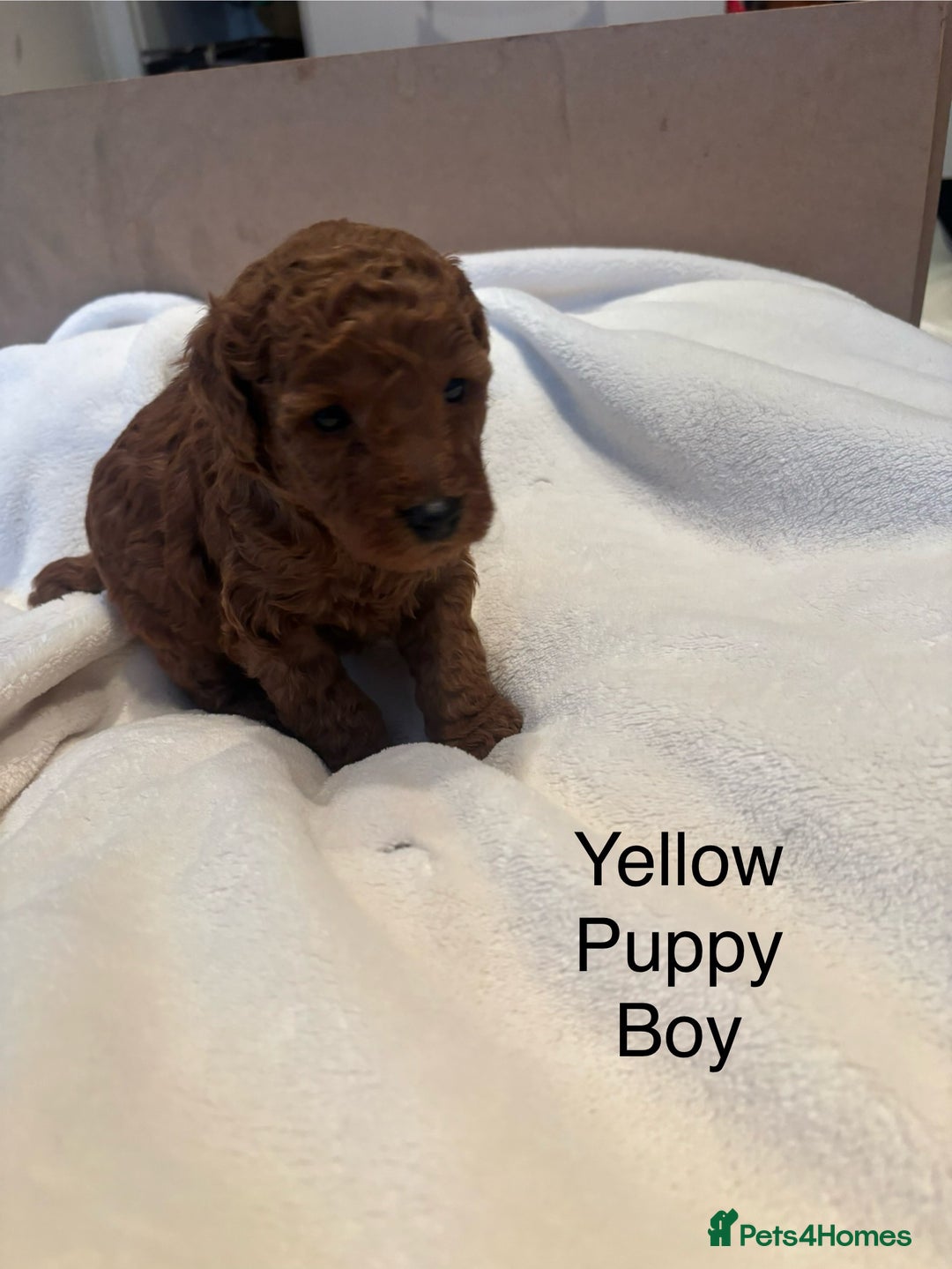 Miniature Poodle dogs for sale: KC Registered red miniature poodles  - Advert 24