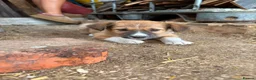 Welsh Collie dogs for sale: Welsh Red Collie pups - Advert 6