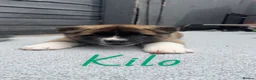 Akita dogs for sale: American akita - Advert 4
