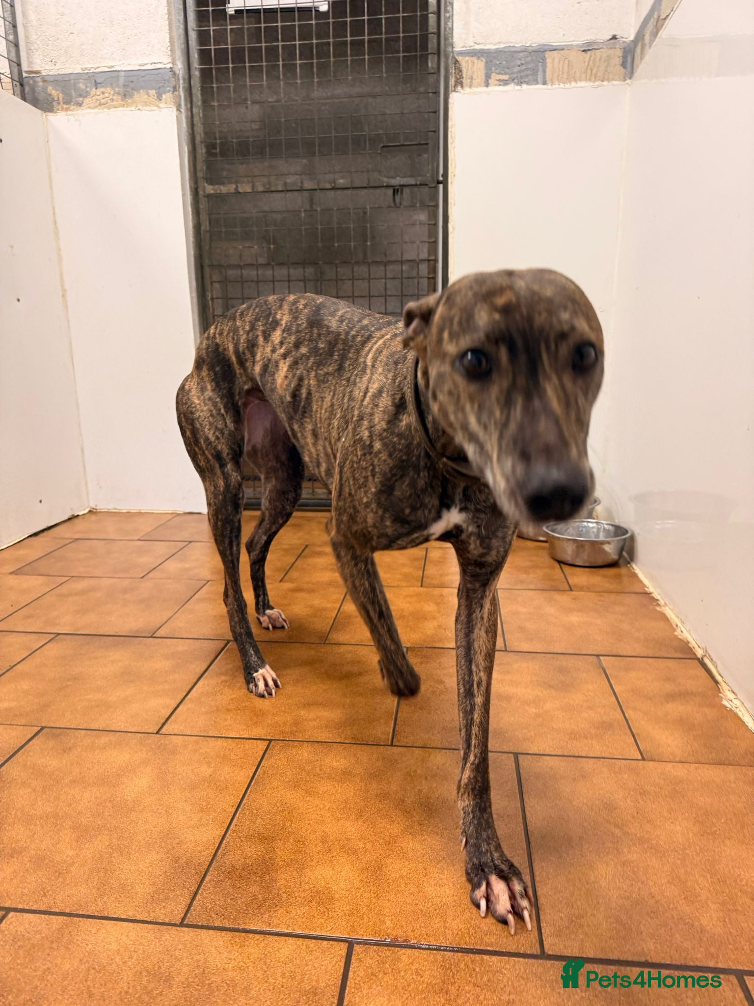 Mixed Breed dogs Working lurcher - Advert 3