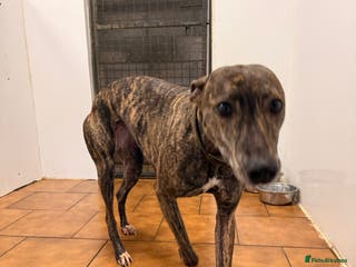 Mixed Breed dogs Working lurcher - Advert 1