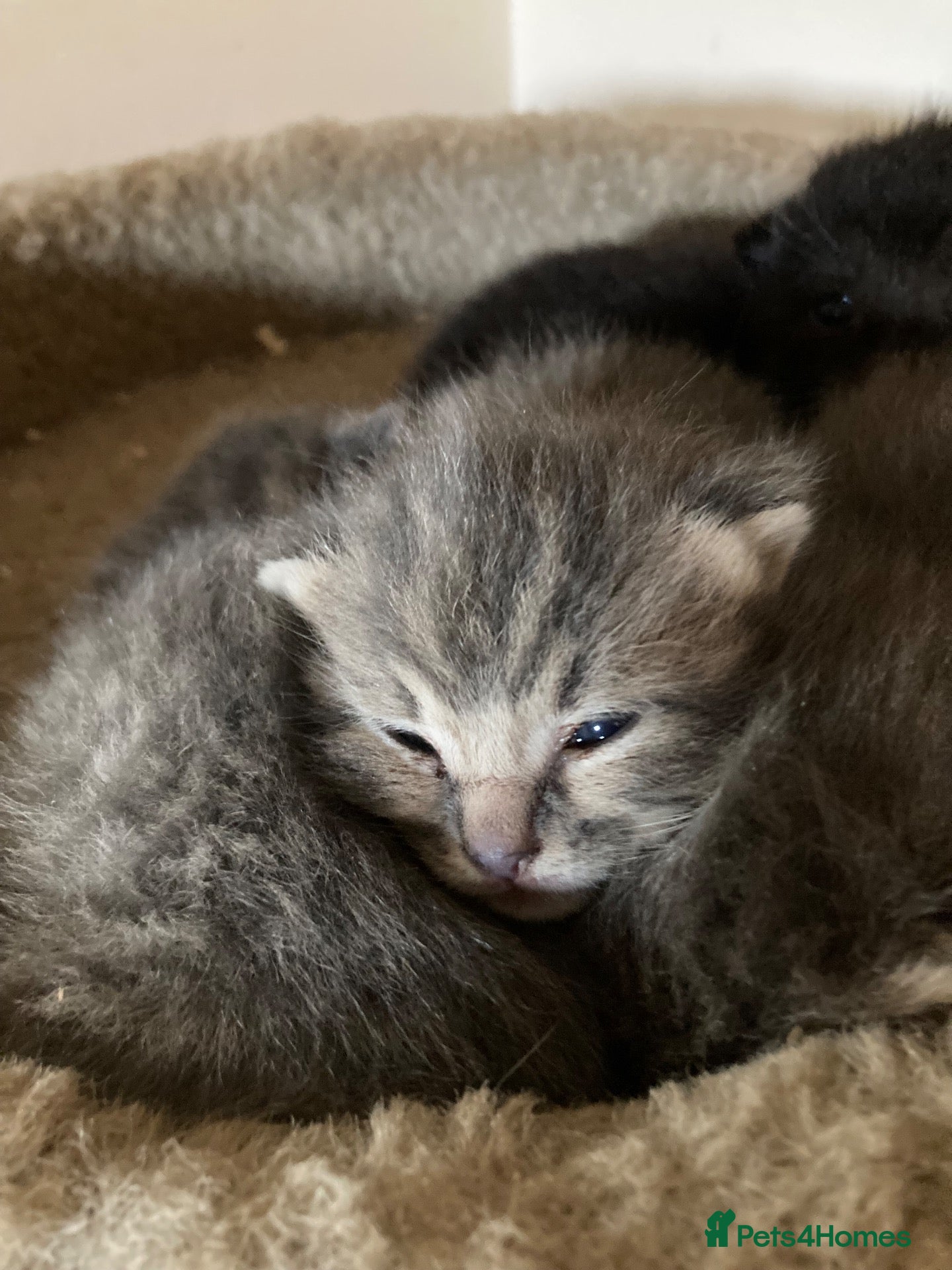 Mixed Breed cats Kittens  - Advert 8