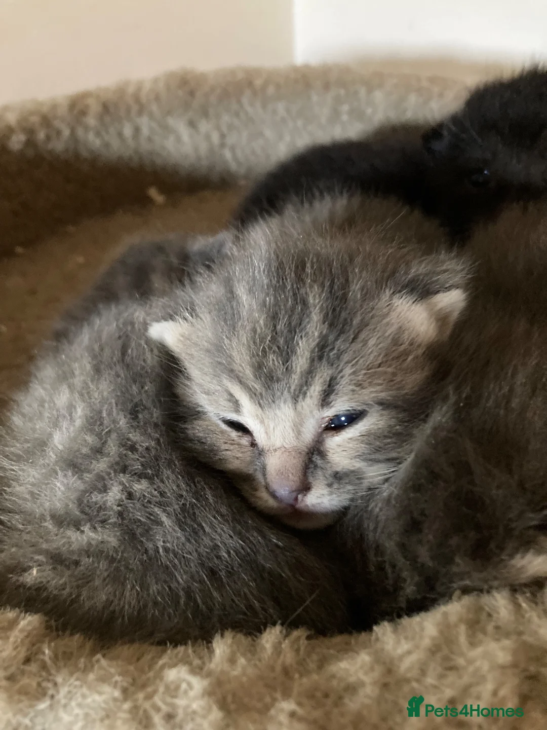 Mixed Breed cats for sale: Kittens  - Advert 1