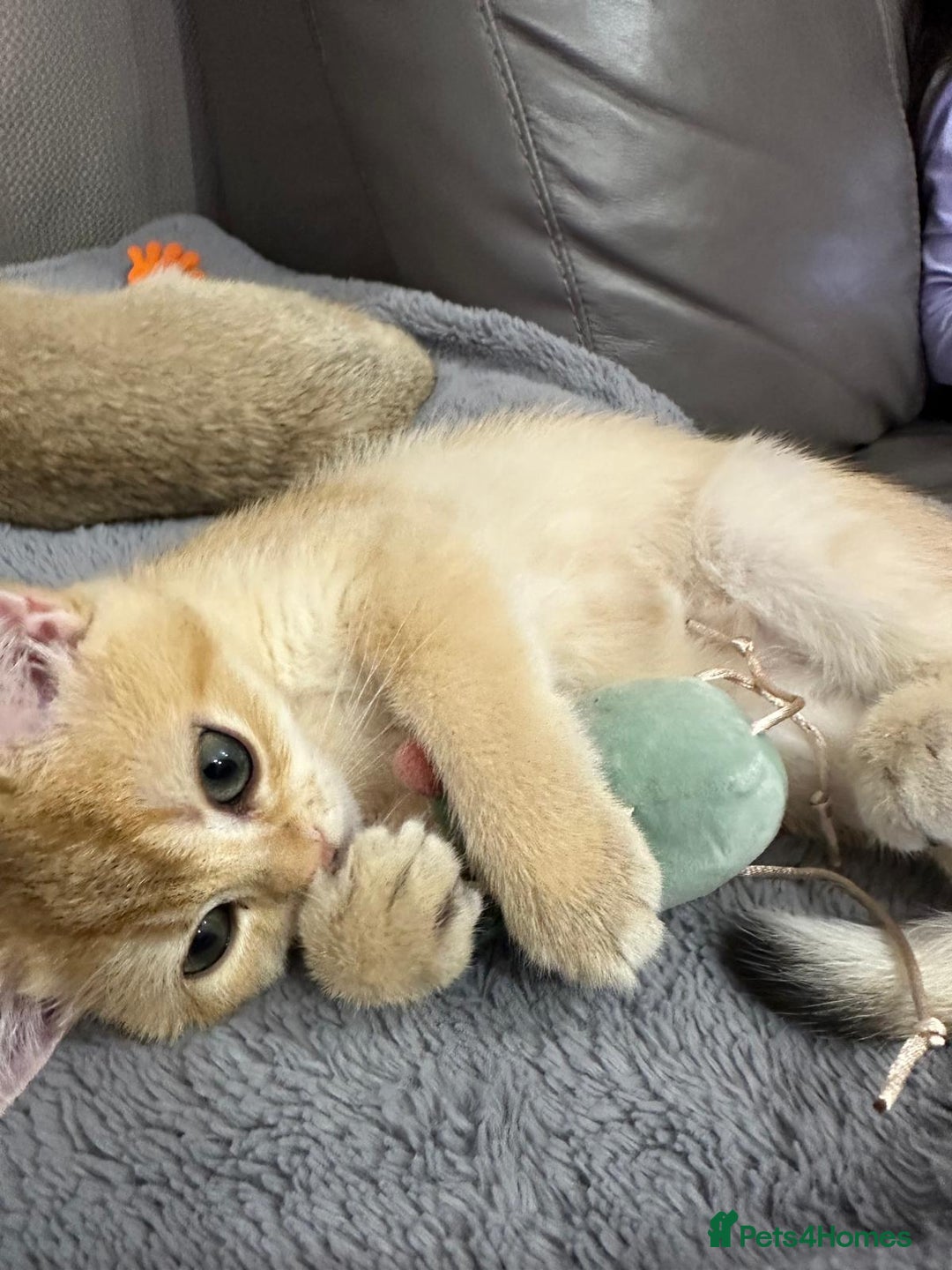 British Shorthair cats for sale: Last British Shorthair Golden kitten GCCF reg - Advert 20