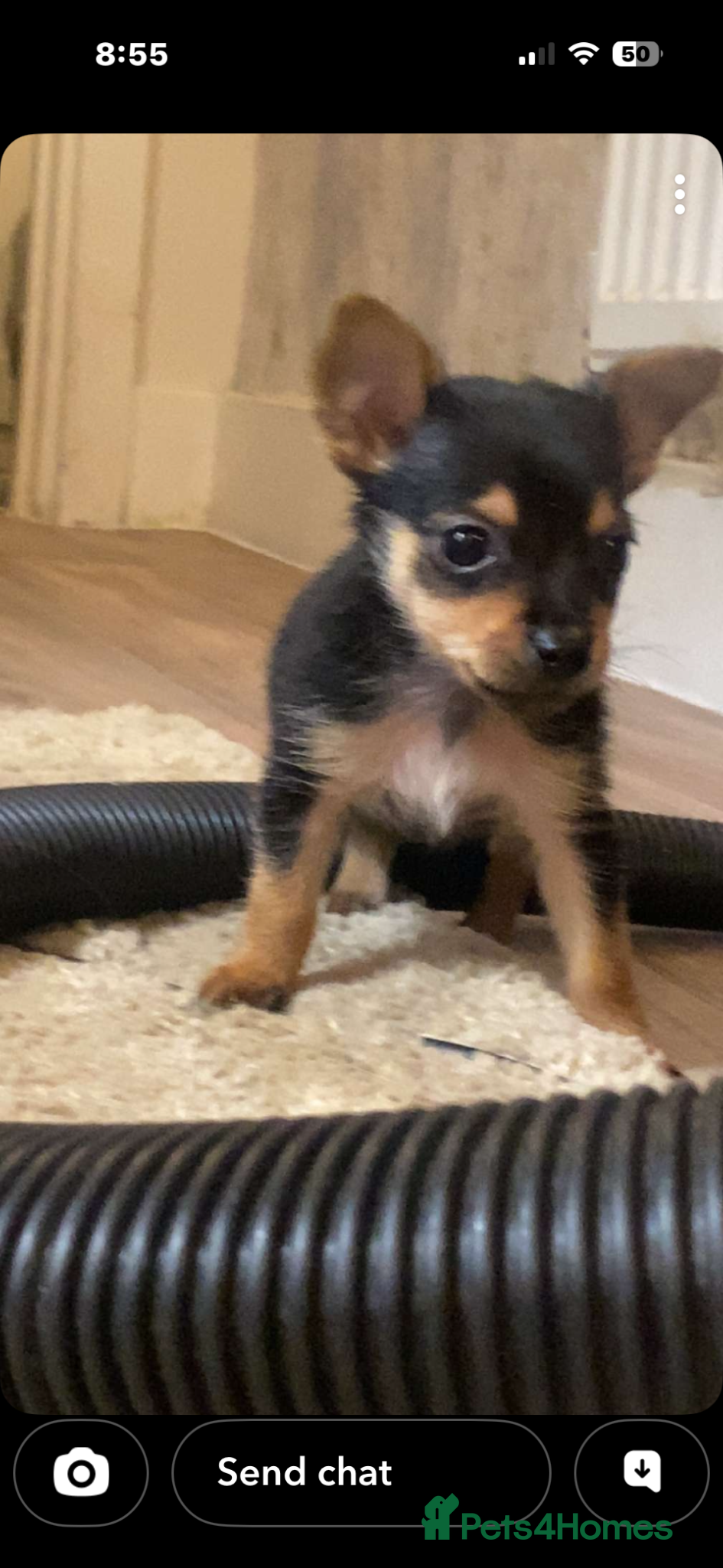 Mixed Breed dogs Jack Cross Yorkshire Terrier Pups - Advert 9