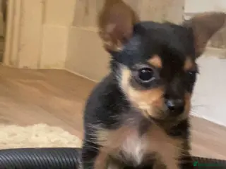 Mixed Breed dogs Jack Cross Yorkshire Terrier Pups - Advert 9