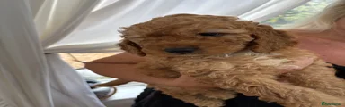 Cockapoo 1