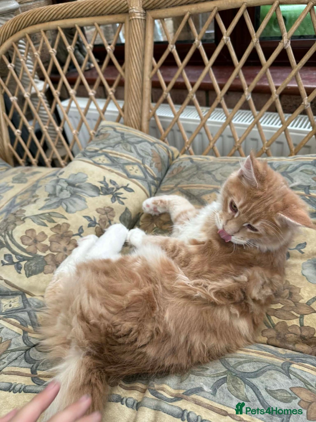 Maine Coon cats for sale: Male TICA Pedigree Maine Coon Kitten - Advert 6