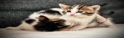 Mixed Breed cats for sale: 🌟 Exquisite Ragdoll × Bengal Kittens 🌟 - Advert 20